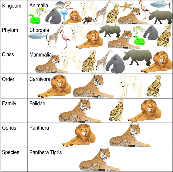 Classification System Science Lesson_ Learning Taxonomy _ Woo! Jr_ Kids Activities _ Children's Publishing