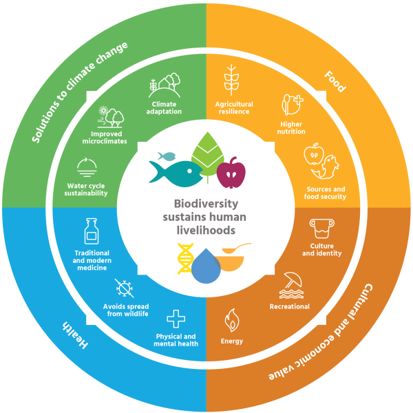 Why-is-biodiversity-important-infographic
