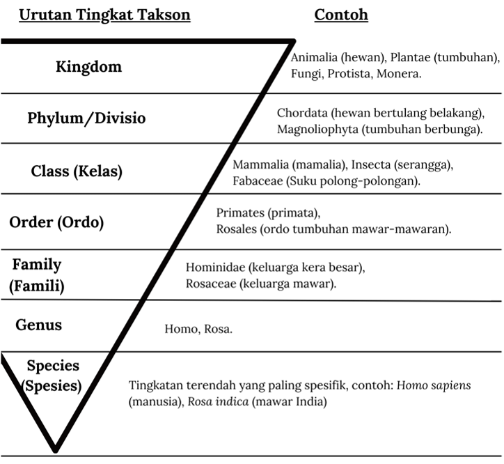 TAKSON